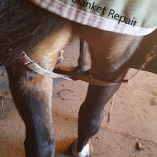  Horse Blanket Leg Straps